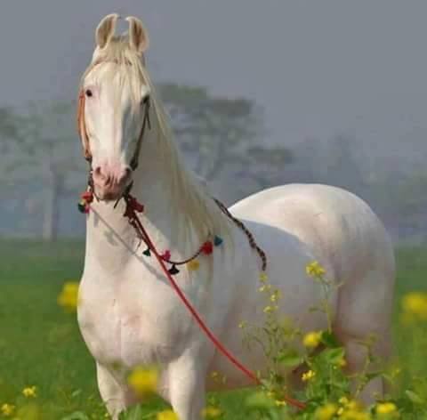 Baluchi Horse